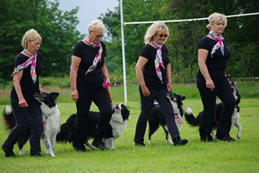 Border Collies